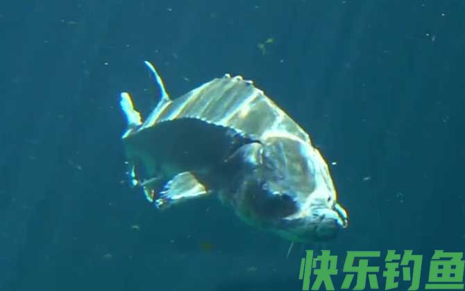 中华鲟
