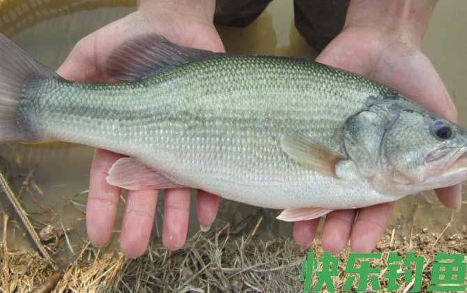 鲈鱼