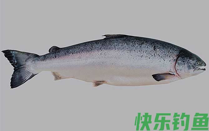 三文鱼