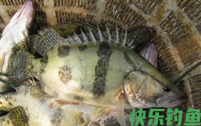 鳜鱼