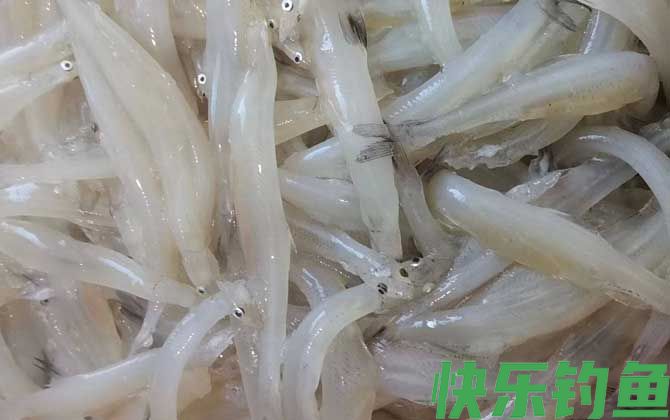 银鱼