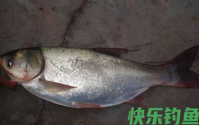 白鲢