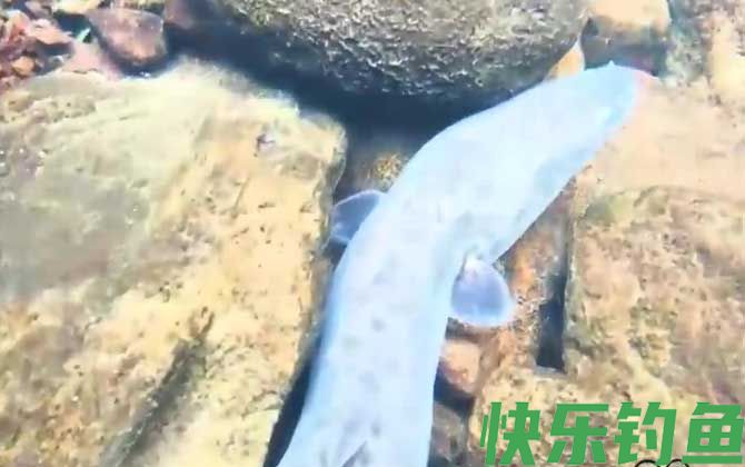 花鳗鲡
