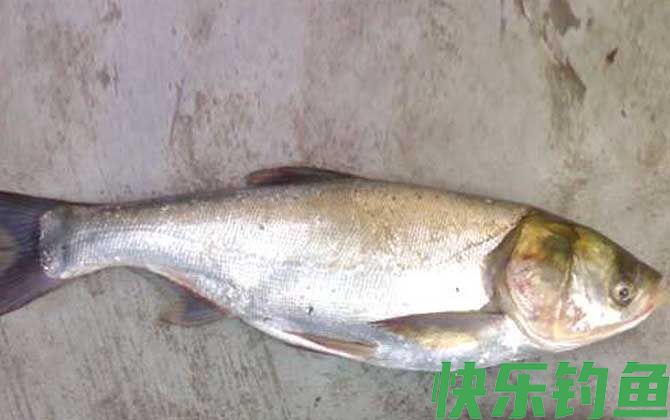 白鲢