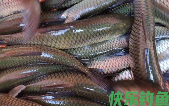 草鱼