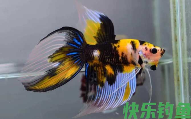 马尾斗鱼