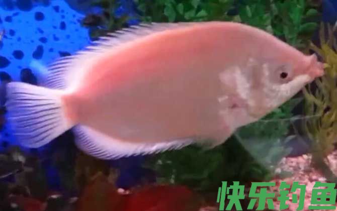 接吻鱼