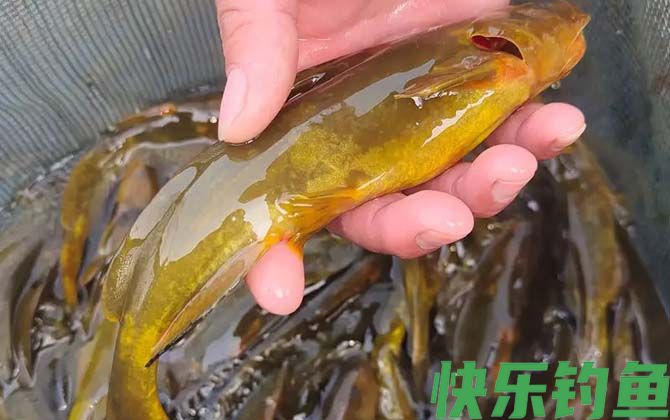 牛尾巴鱼