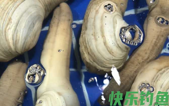 象拔蚌