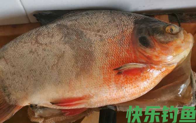 红鲳鱼