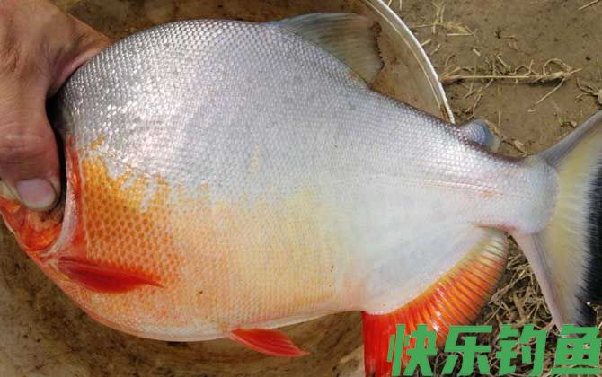 红鲳鱼