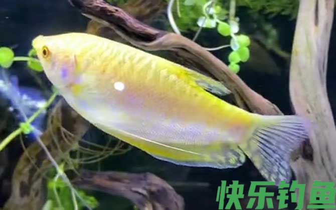 曼龙鱼