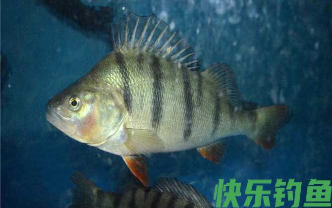 河鲈