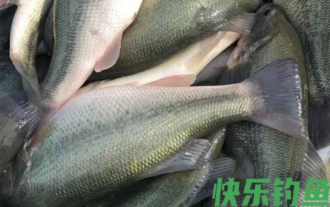 加州鲈鱼