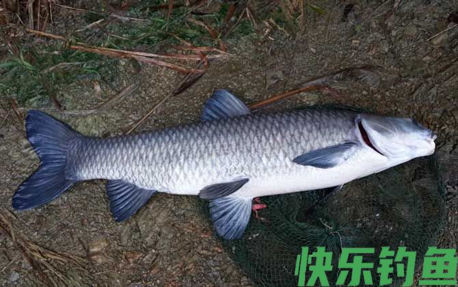 青鱼