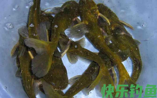 黄骨鱼