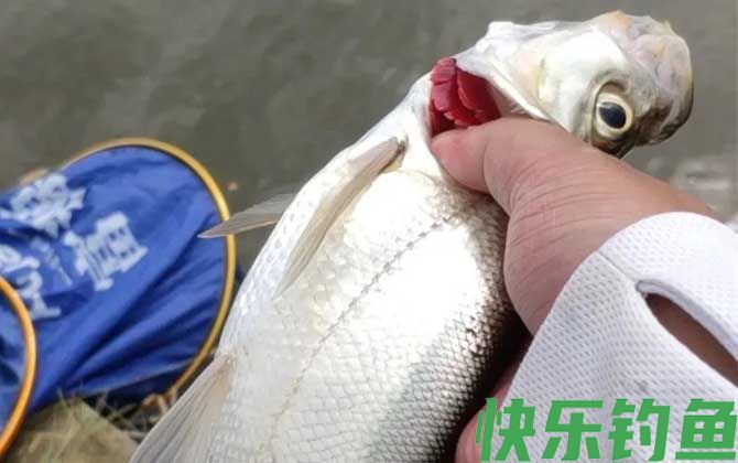 翘嘴