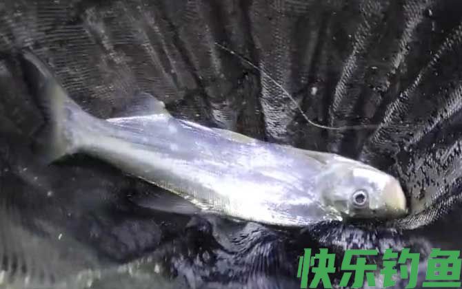 翘嘴
