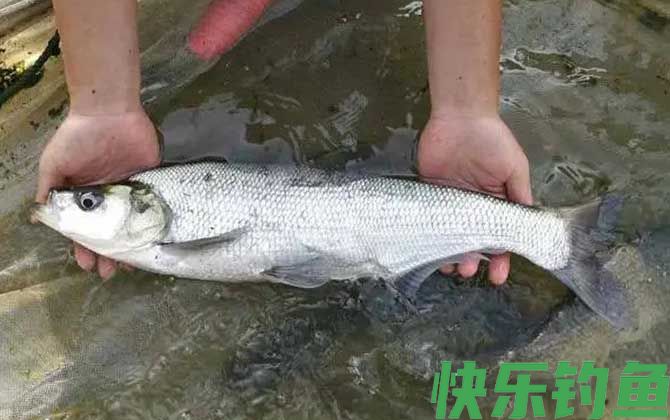 翘嘴