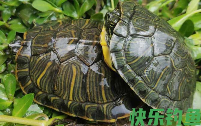 巴西彩龟
