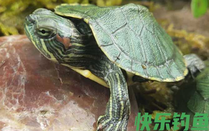 巴西彩龟
