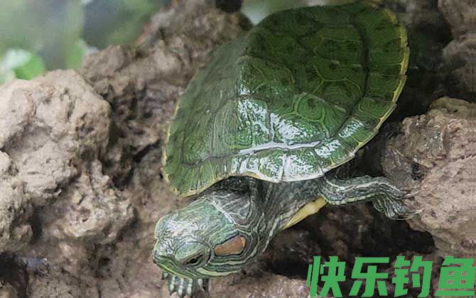 巴西彩龟
