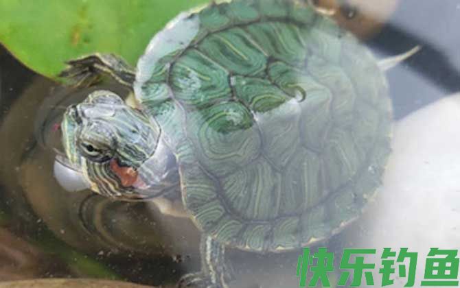 巴西彩龟