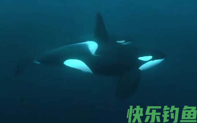 虎鲸