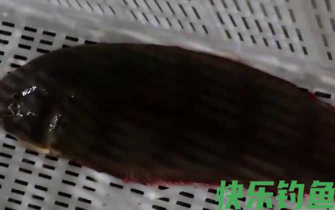 龙利鱼