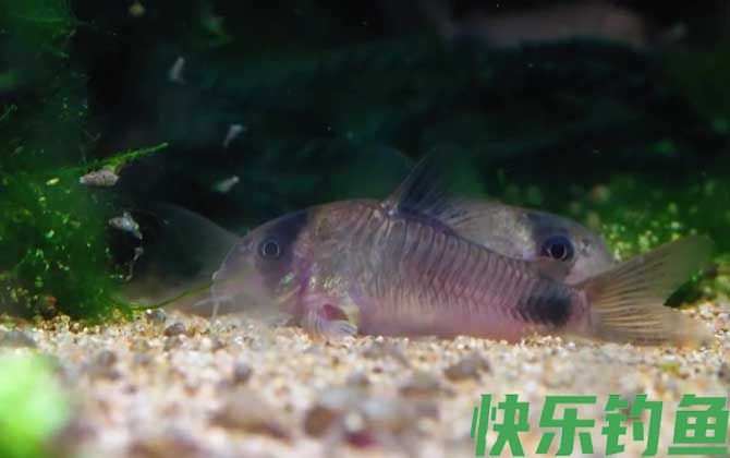 鼠鱼