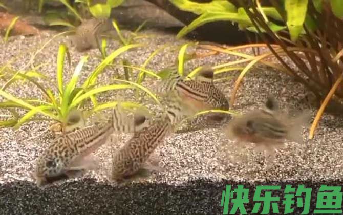鼠鱼
