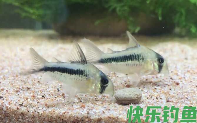 鼠鱼