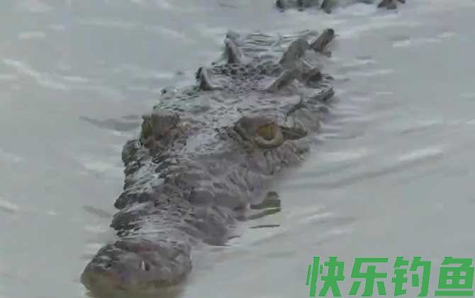 鳄鱼