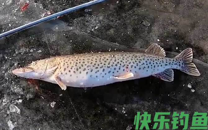 黑斑鱼