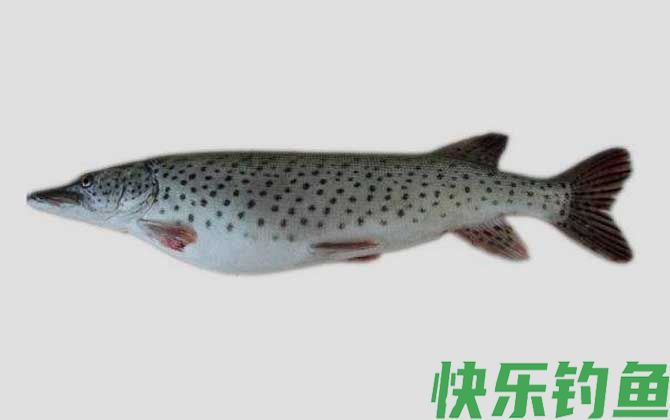 黑斑鱼