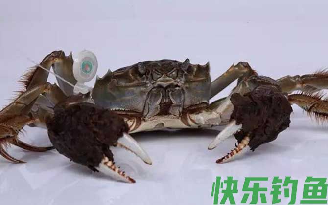 中华绒螯蟹