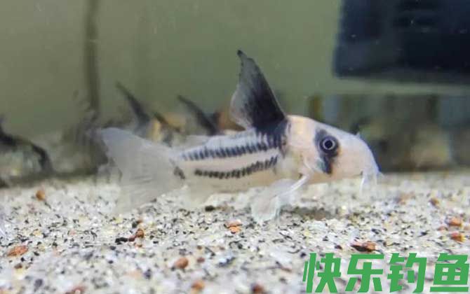 鼠鱼
