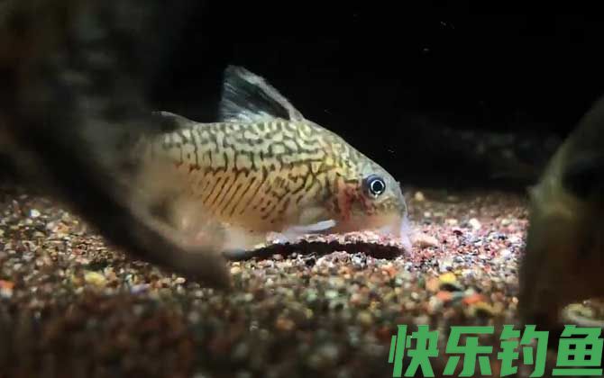 鼠鱼