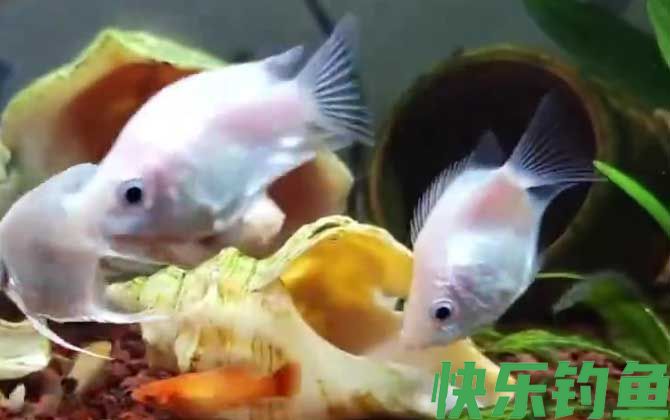 接吻鱼