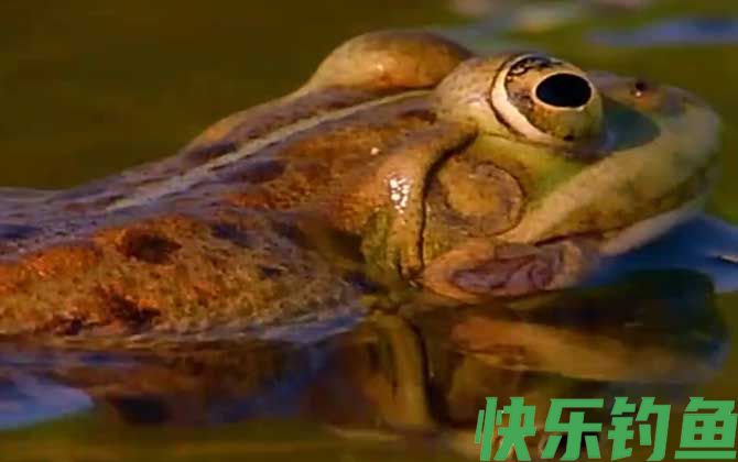 虎纹蛙
