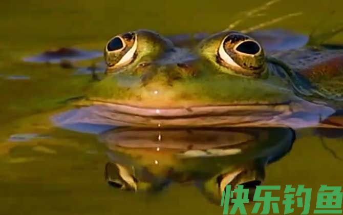 虎纹蛙