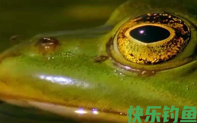 虎纹蛙