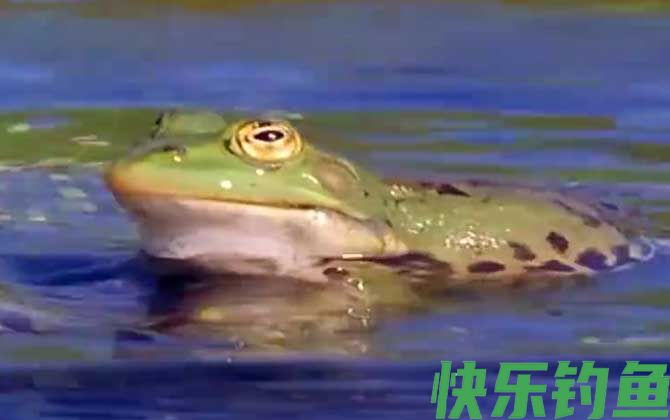 虎纹蛙