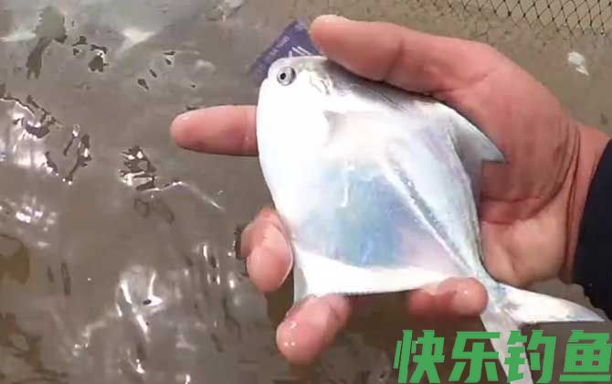 银鲳鱼