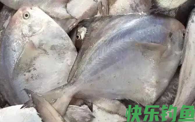 银鲳鱼