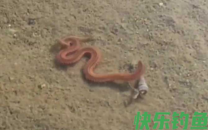 沙蚕