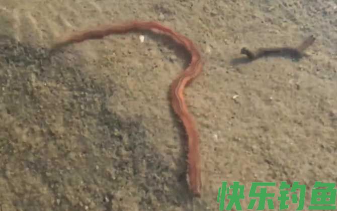 沙蚕