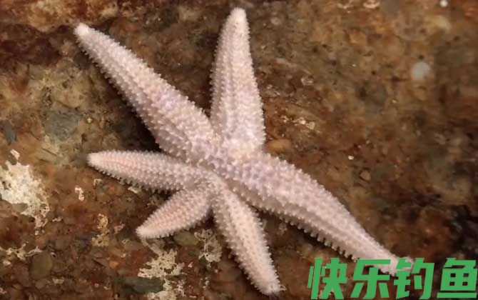 海星