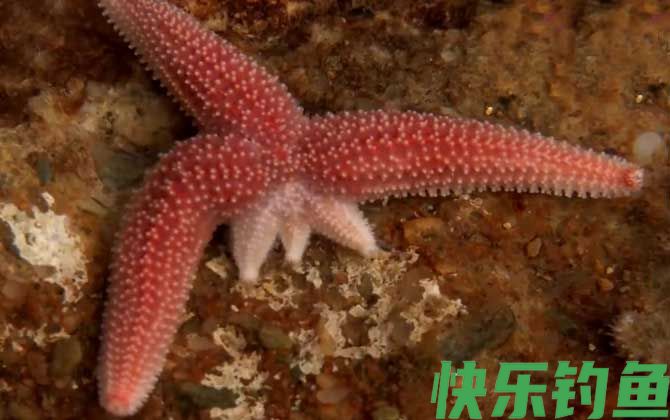海星