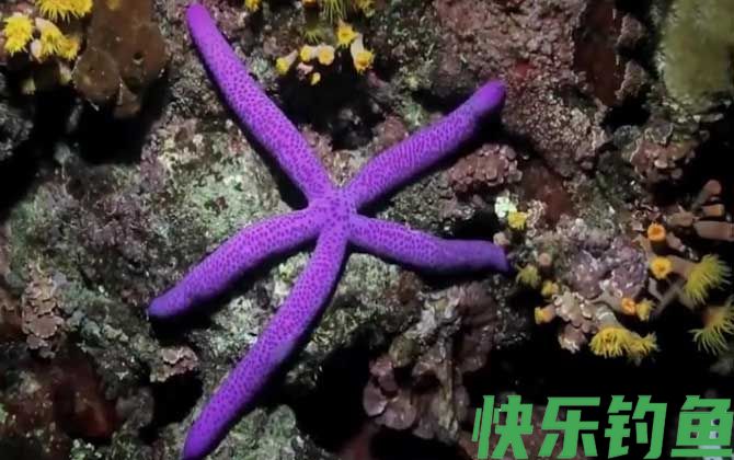 海星